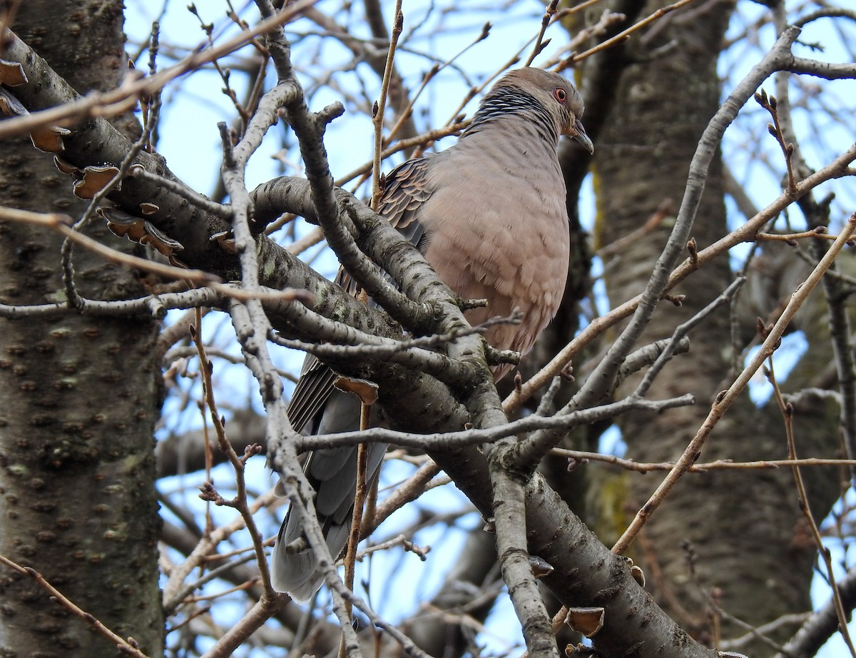 Дорнын хүүрзгэнэ - ML309006071