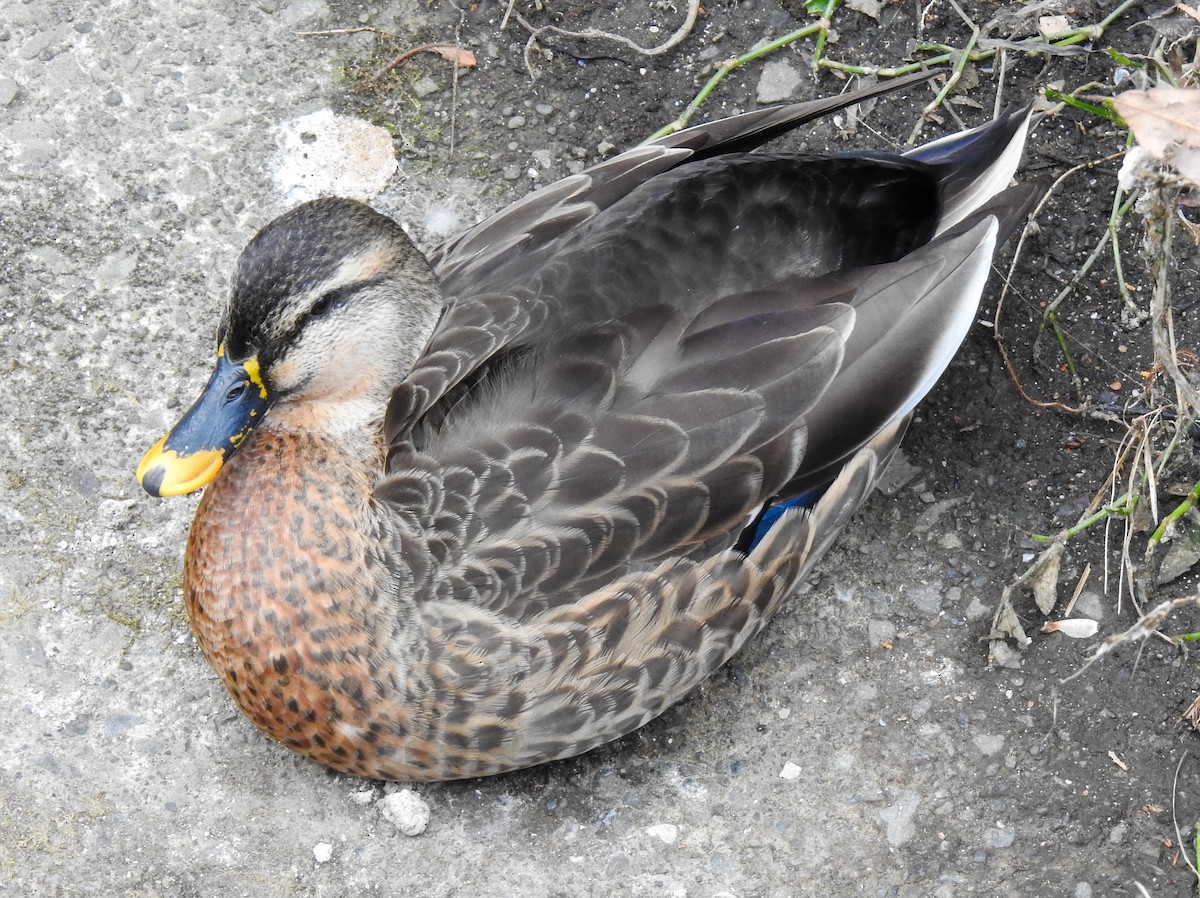 Зэрлэг x Зэрлэгшир нугас (эрлийз) - ML309006081