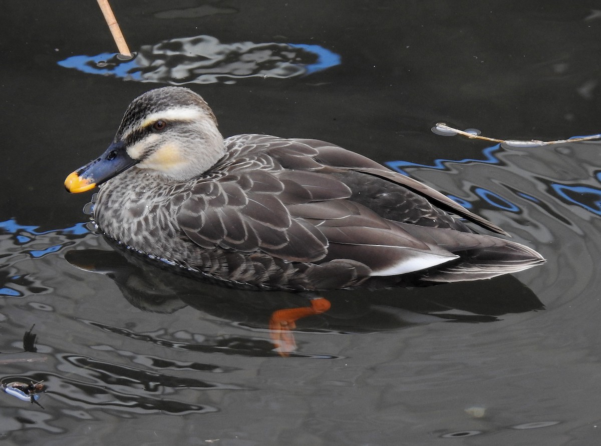 Зэрлэгшир нугас - ML309006091