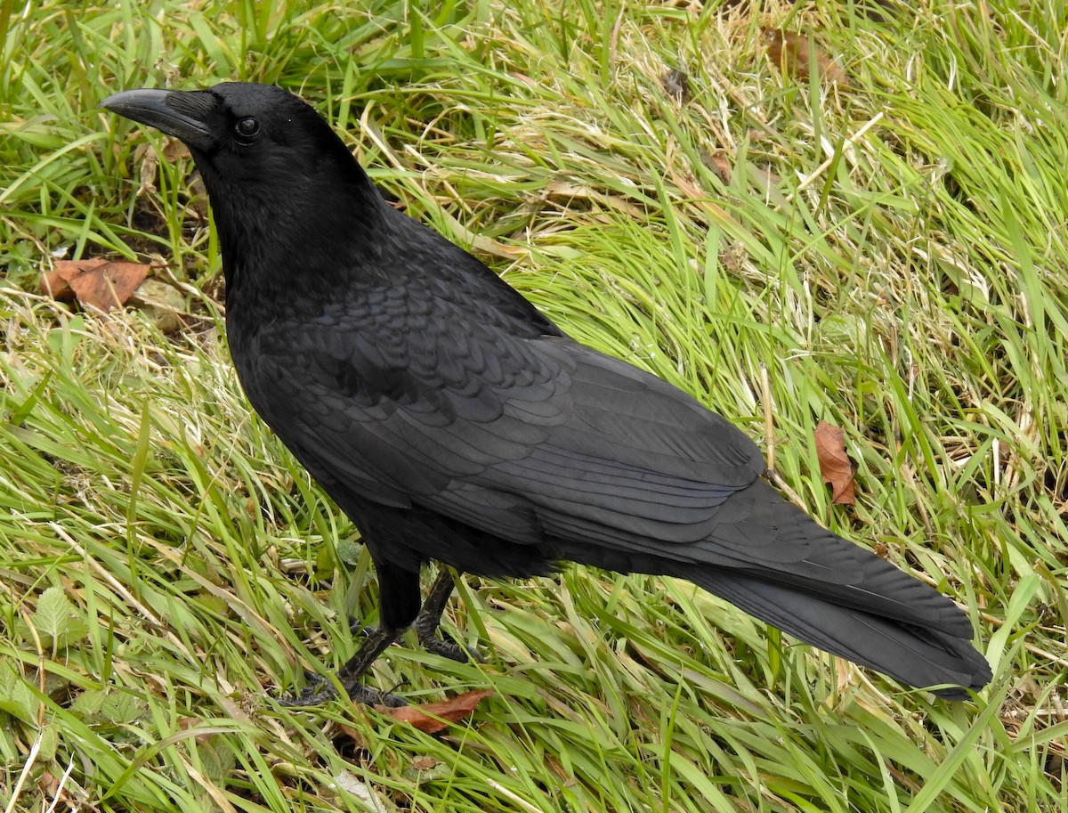 Хар хэрээ - ML309006121