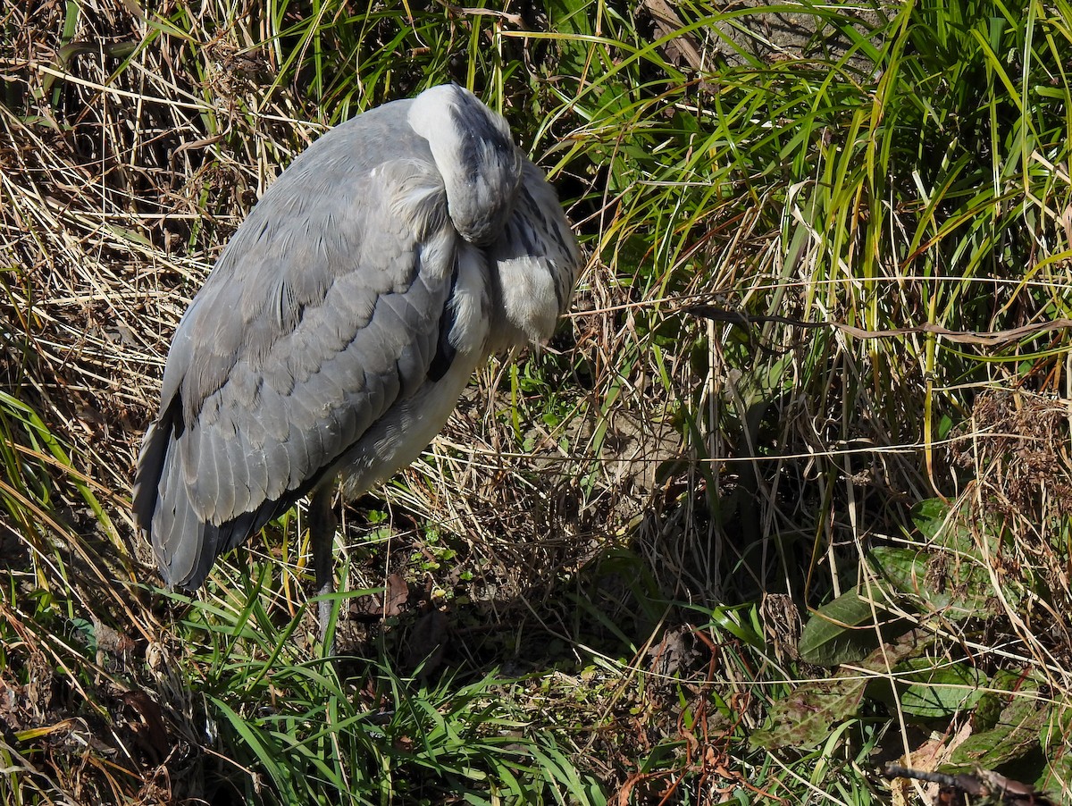 Хөх дэглий - ML309006141