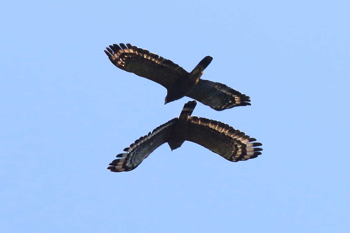 Crested Serpent-Eagle - ML309006331
