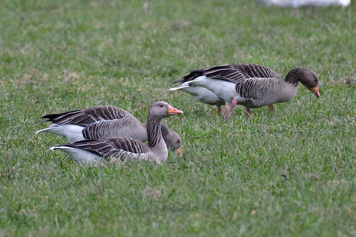 Graylag Goose - Gerd Schön