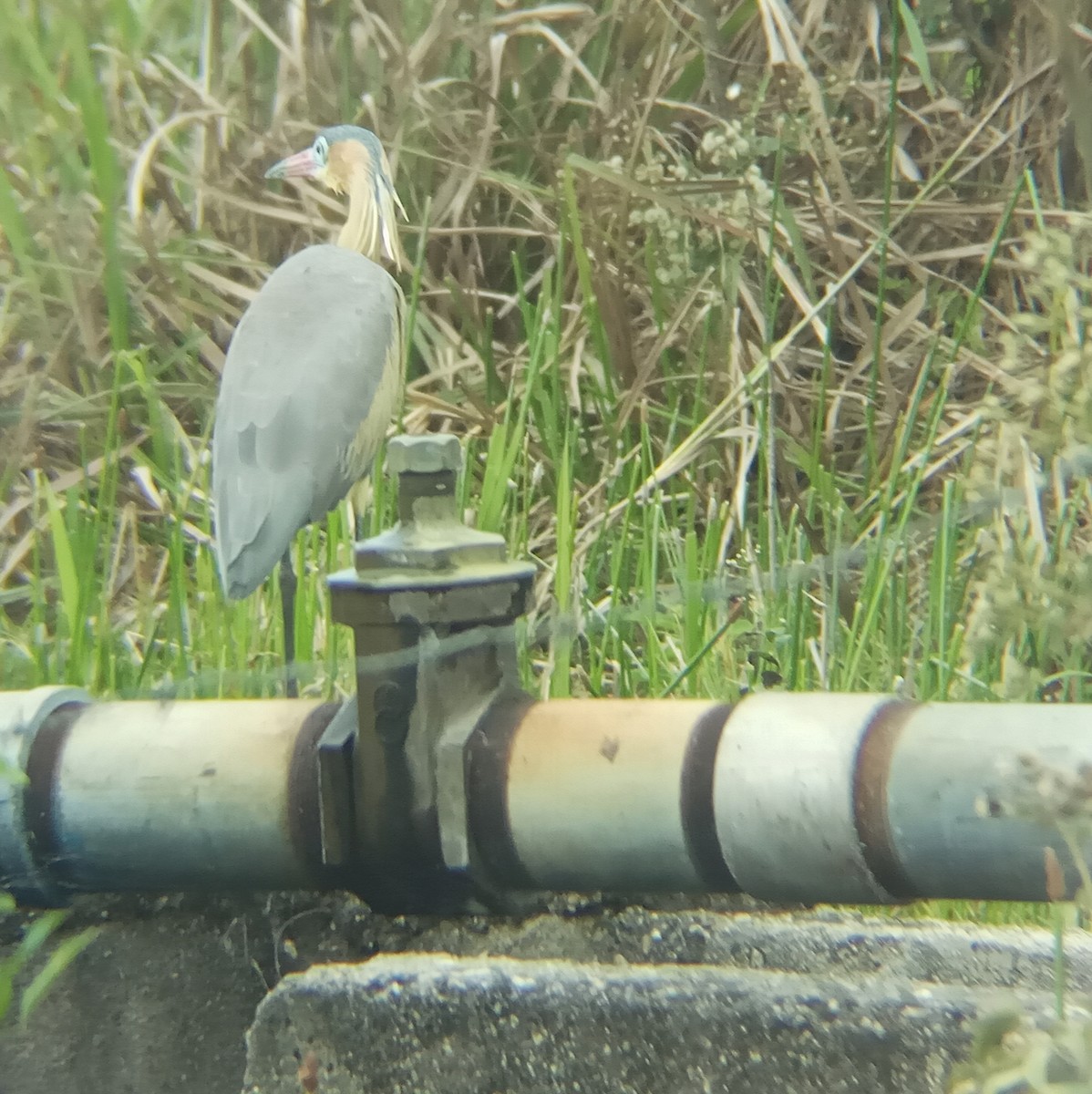 Whistling Heron - ML309006781