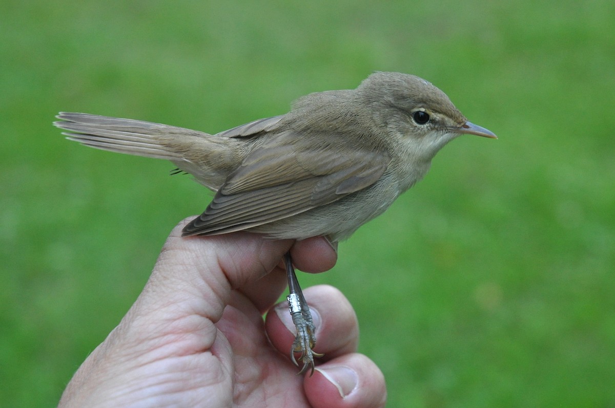 Blyth's Reed Warbler - ML309006881