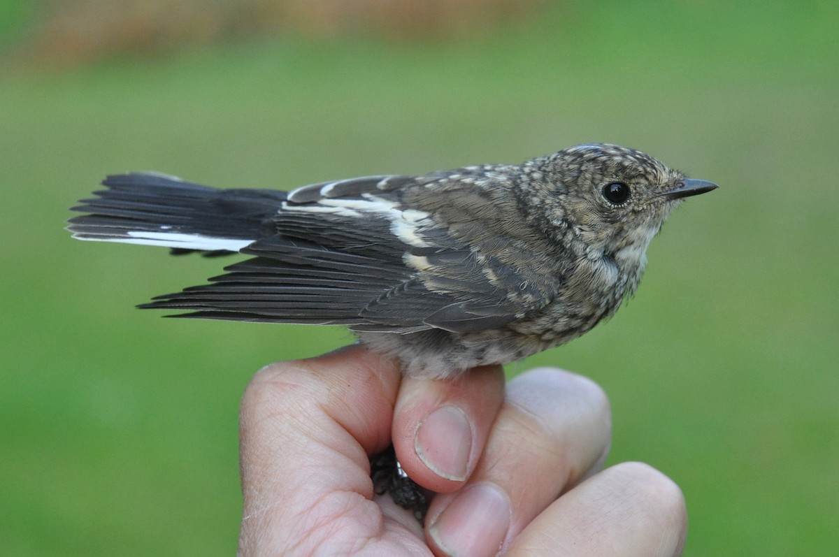 European Pied Flycatcher - ML309006901