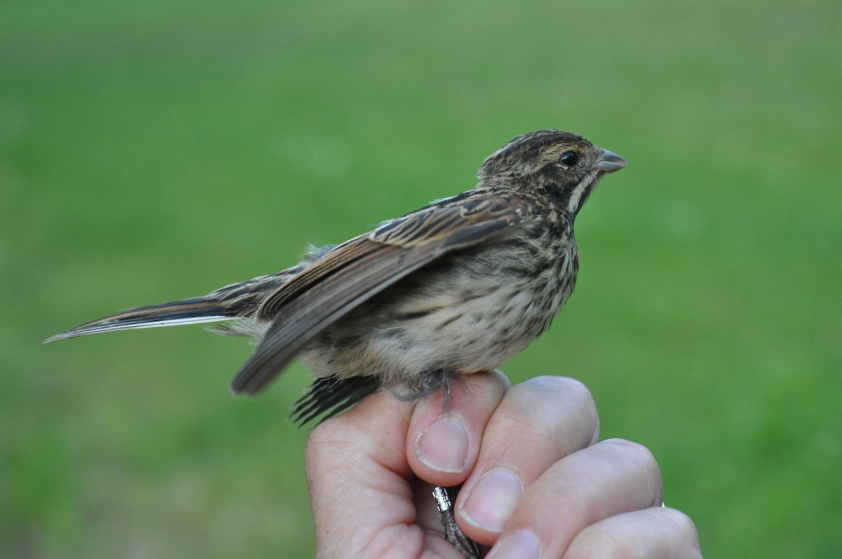 Reed Bunting - ML309006911