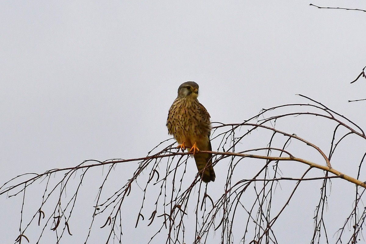 Eurasian Kestrel - ML309007081