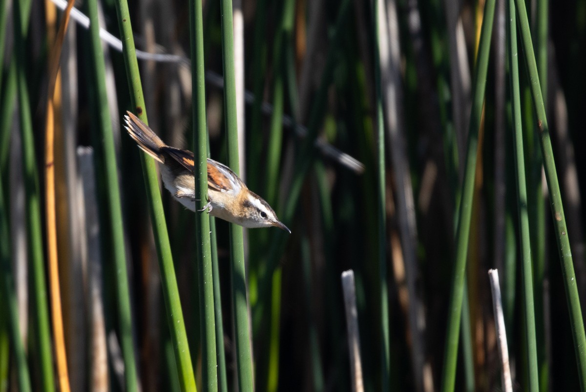 Wren-like Rushbird - ML309008311