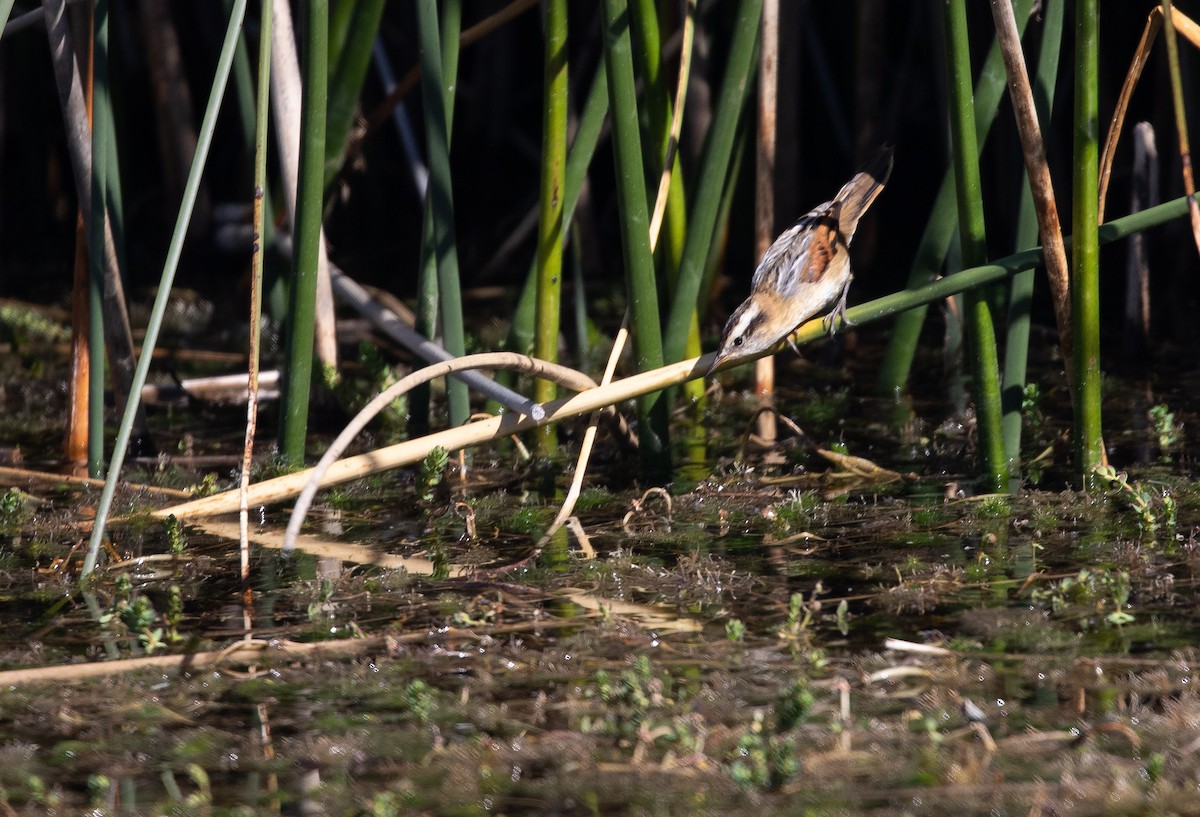 Wren-like Rushbird - ML309008321