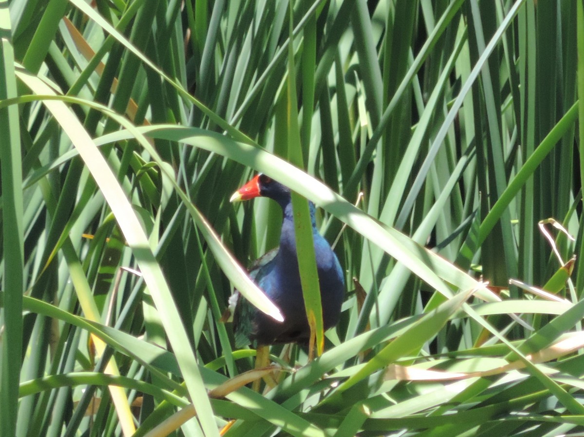 Purple Gallinule - ML30900841