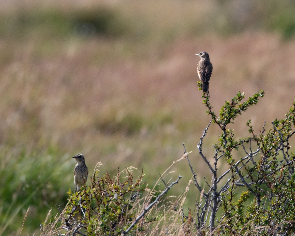 Spectacled Tyrant - ML309009421