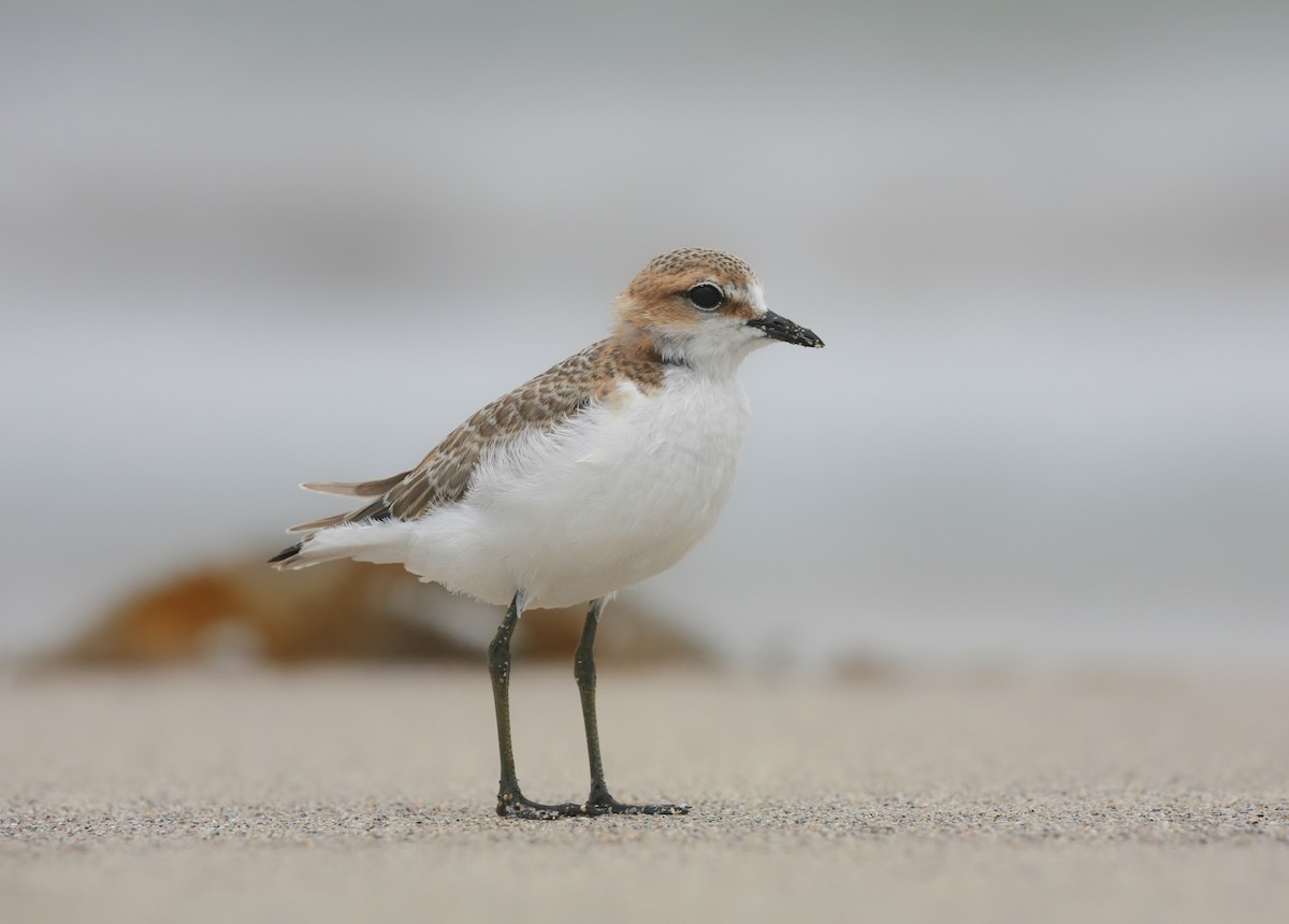 Red-capped Plover - Anonymous