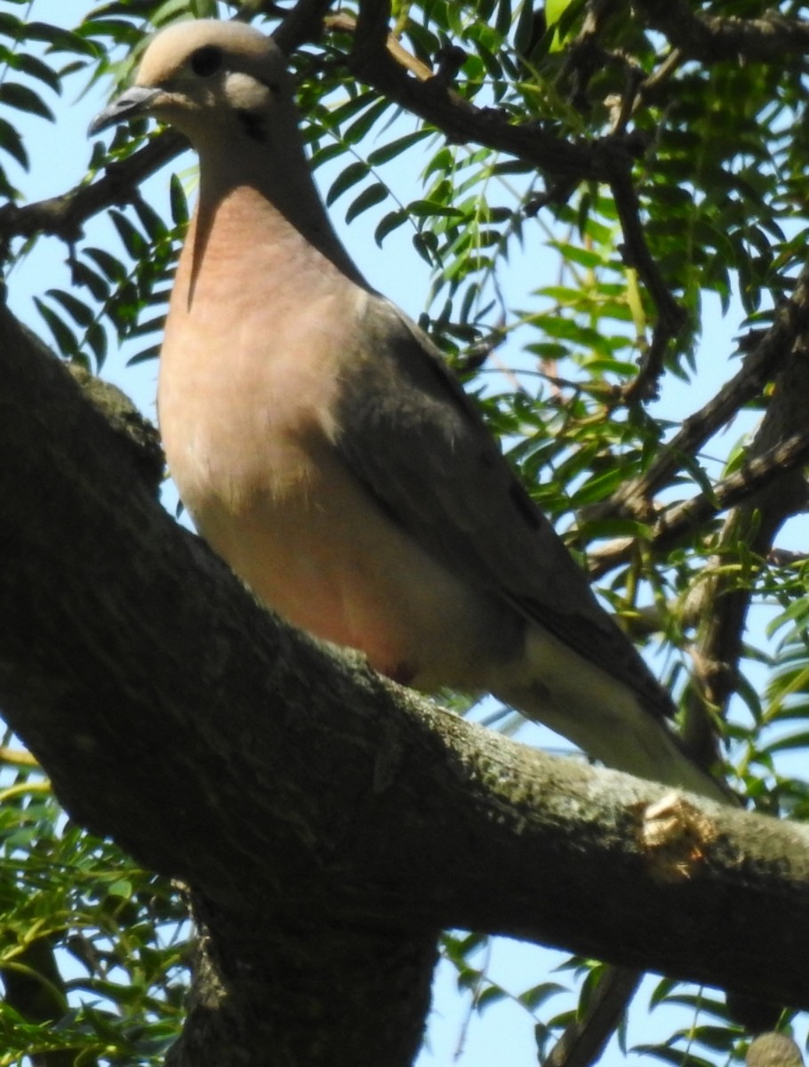 Eared Dove - ML309014591