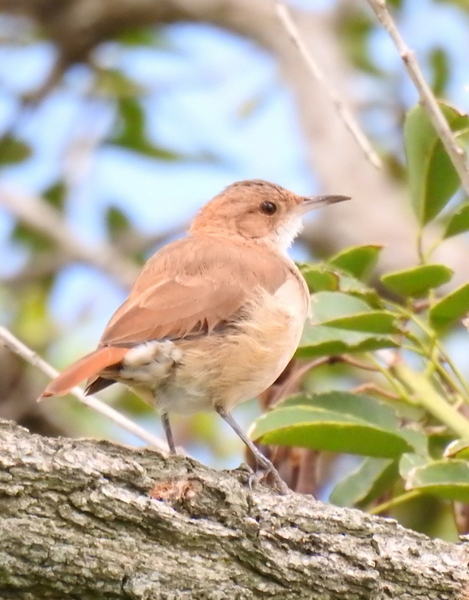 Rufous Hornero - ML309014961