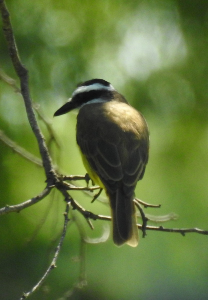 Great Kiskadee - ML309015251