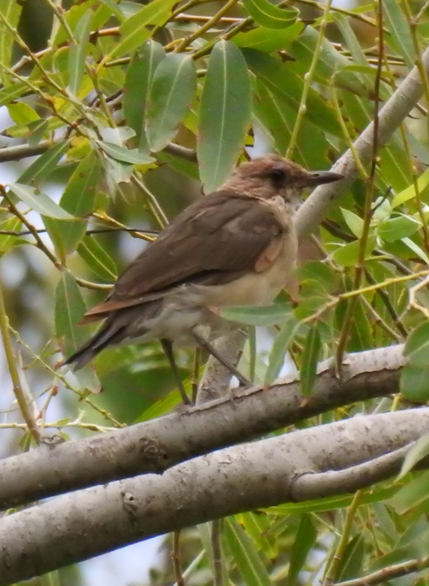 Creamy-bellied Thrush - ML309015311