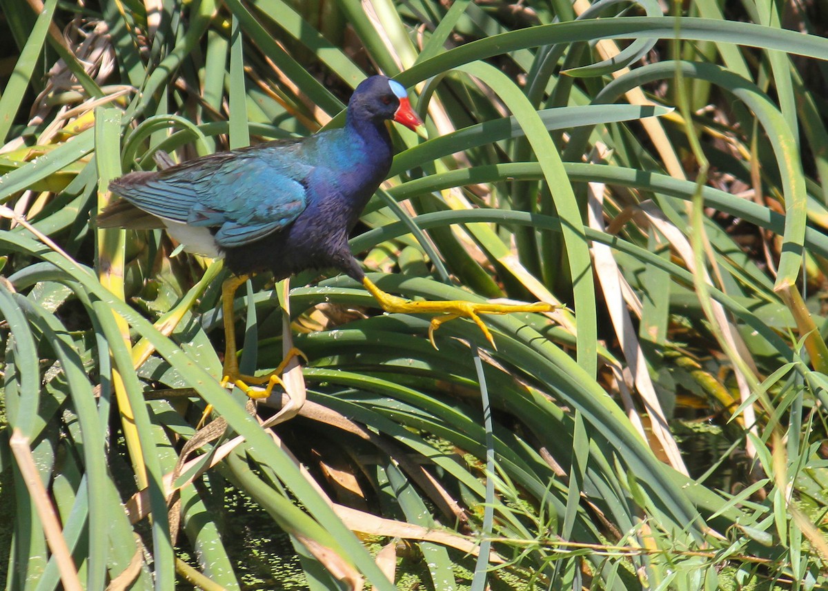 Purple Gallinule - ML30901601