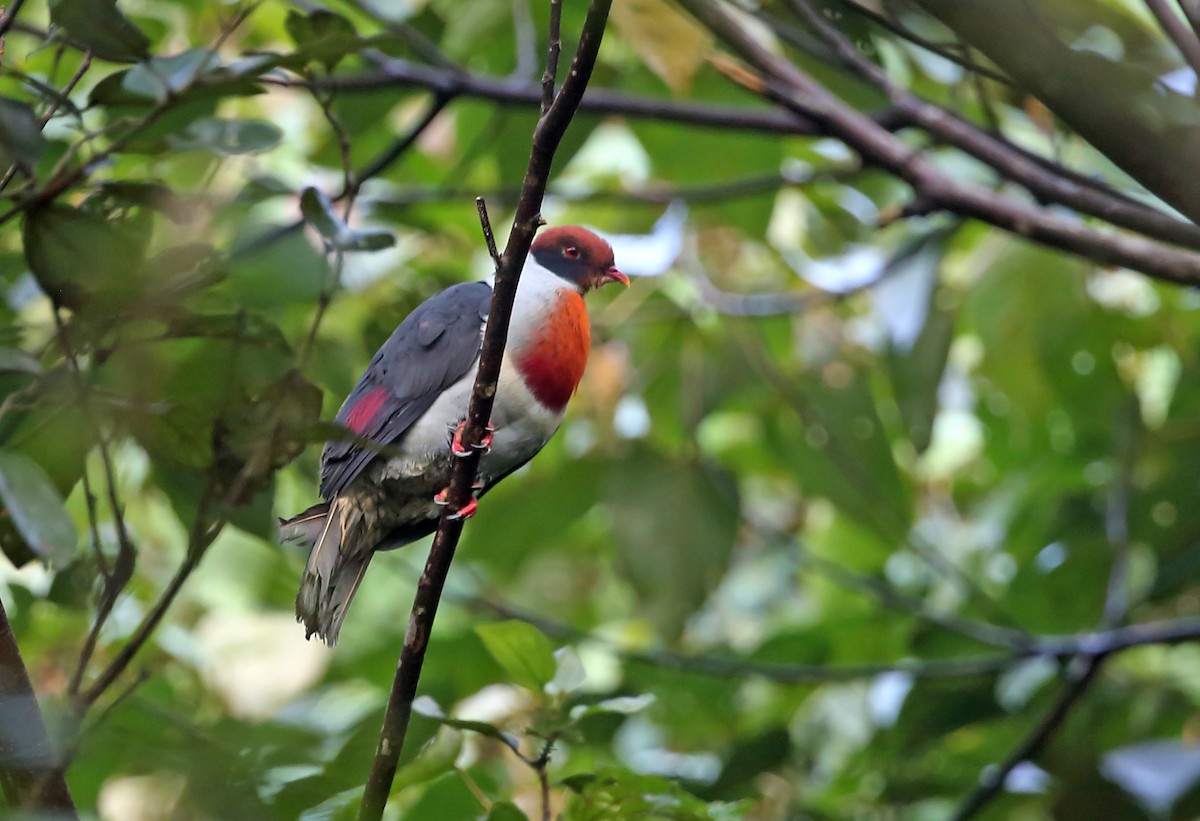 Flame-breasted Fruit-Dove - ML309017271