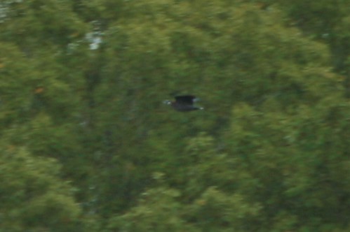 holub černokrký - ML309018741