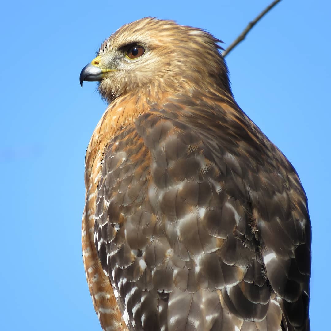 Red-shouldered Hawk - Matthew Krawczyk