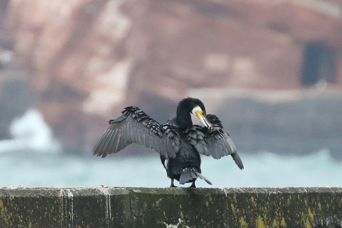 Great Cormorant - Roly Pitts
