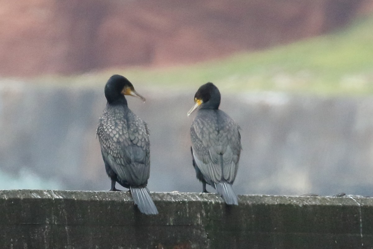 Great Cormorant - Roly Pitts