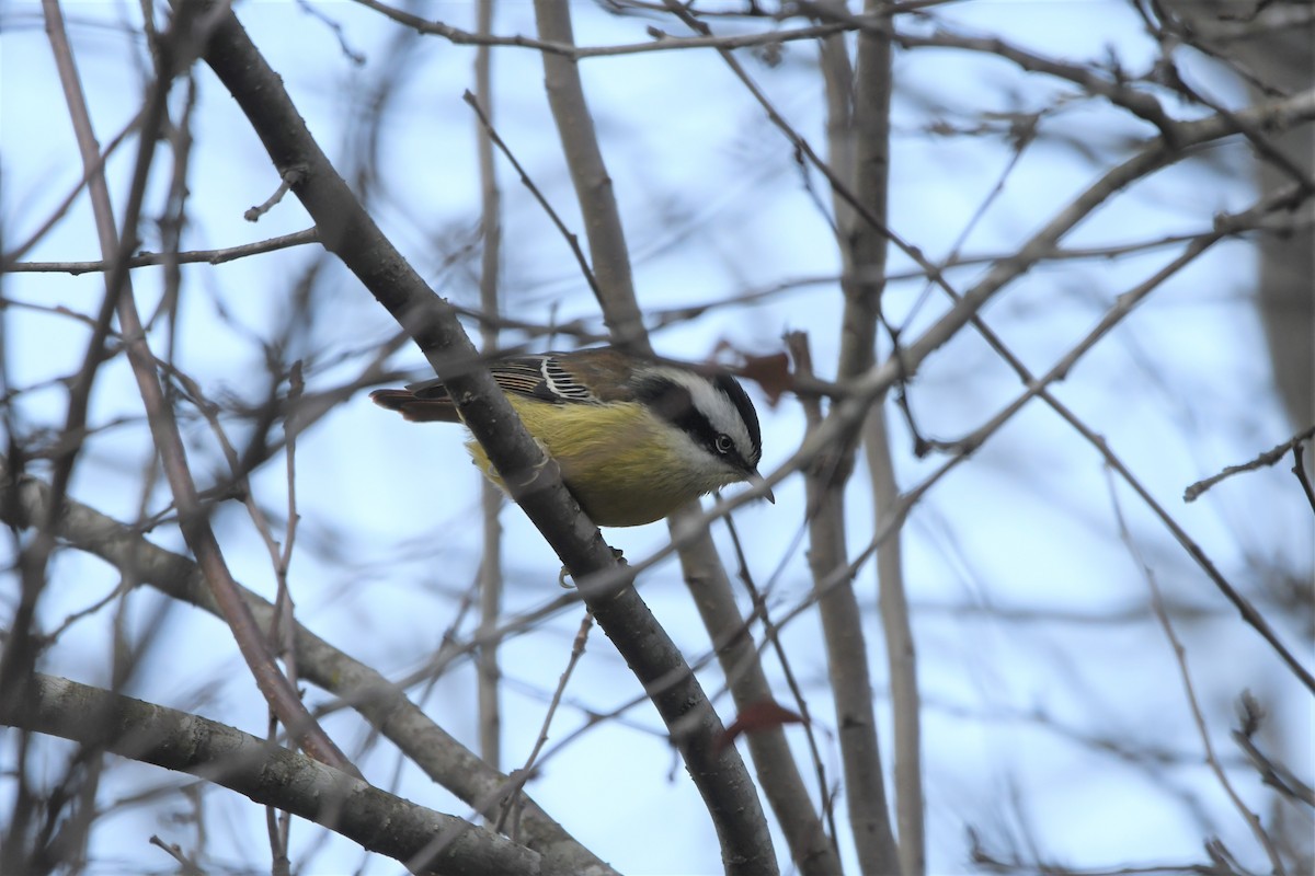 Red-tailed Minla - ML309021011