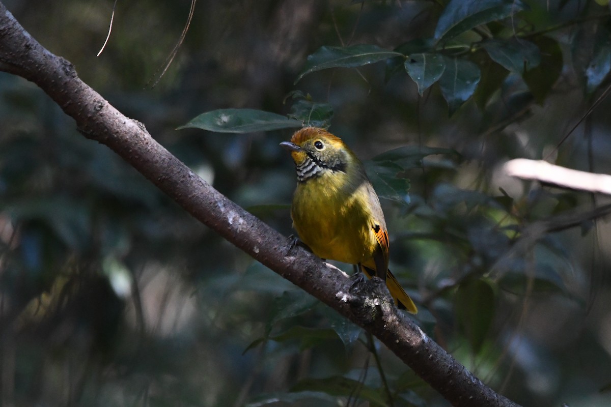 Chestnut-tailed Minla - ML309021101