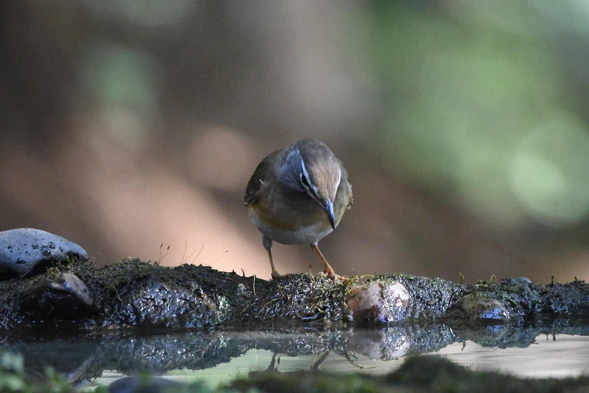 Eyebrowed Thrush - ML309021281