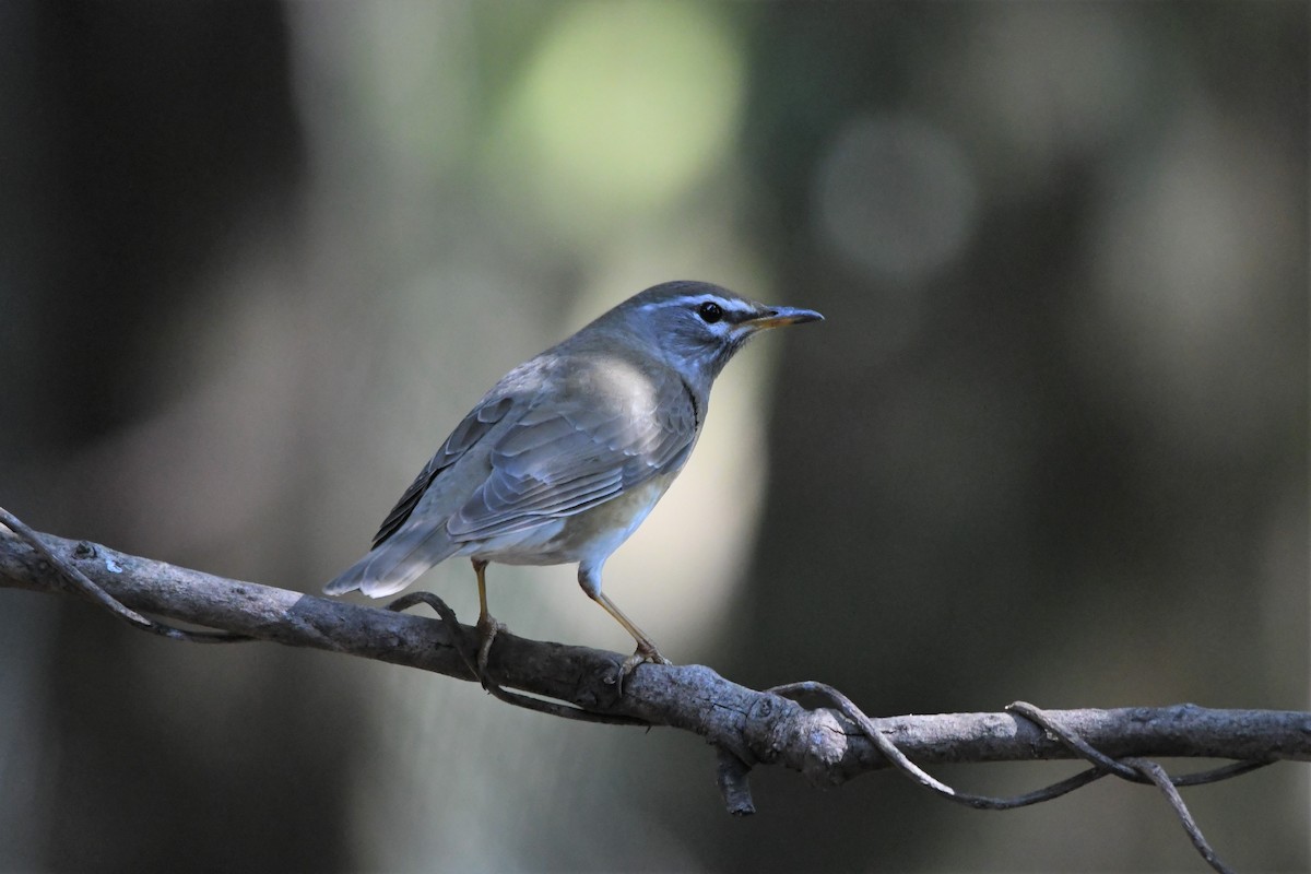 Eyebrowed Thrush - ML309021291