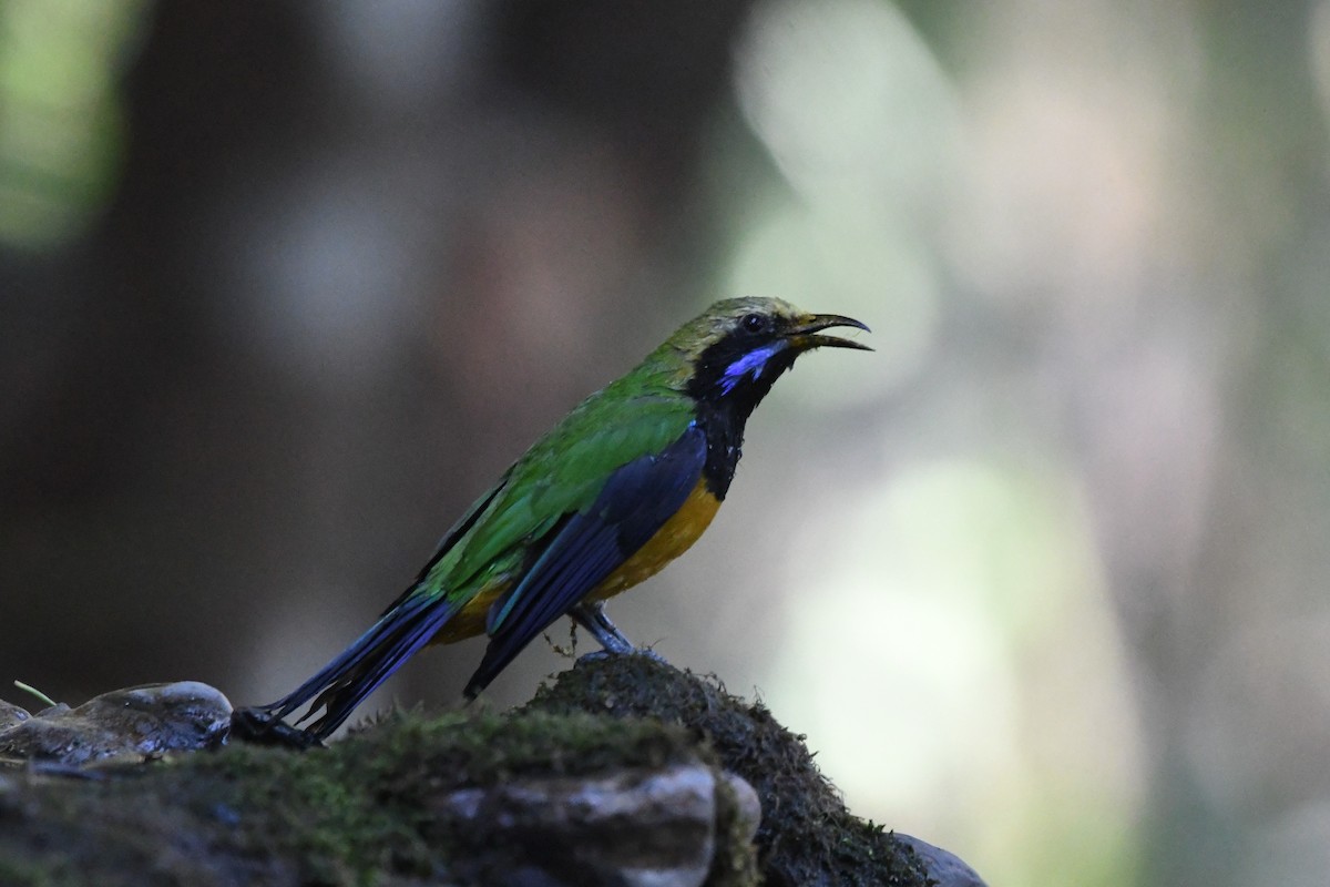 Orange-bellied Leafbird - ML309021551