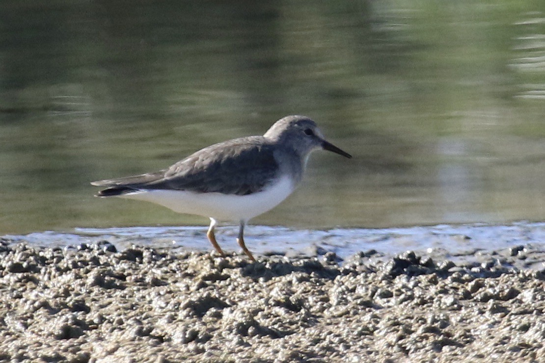 Temminck's Stint - João Tiago Tavares