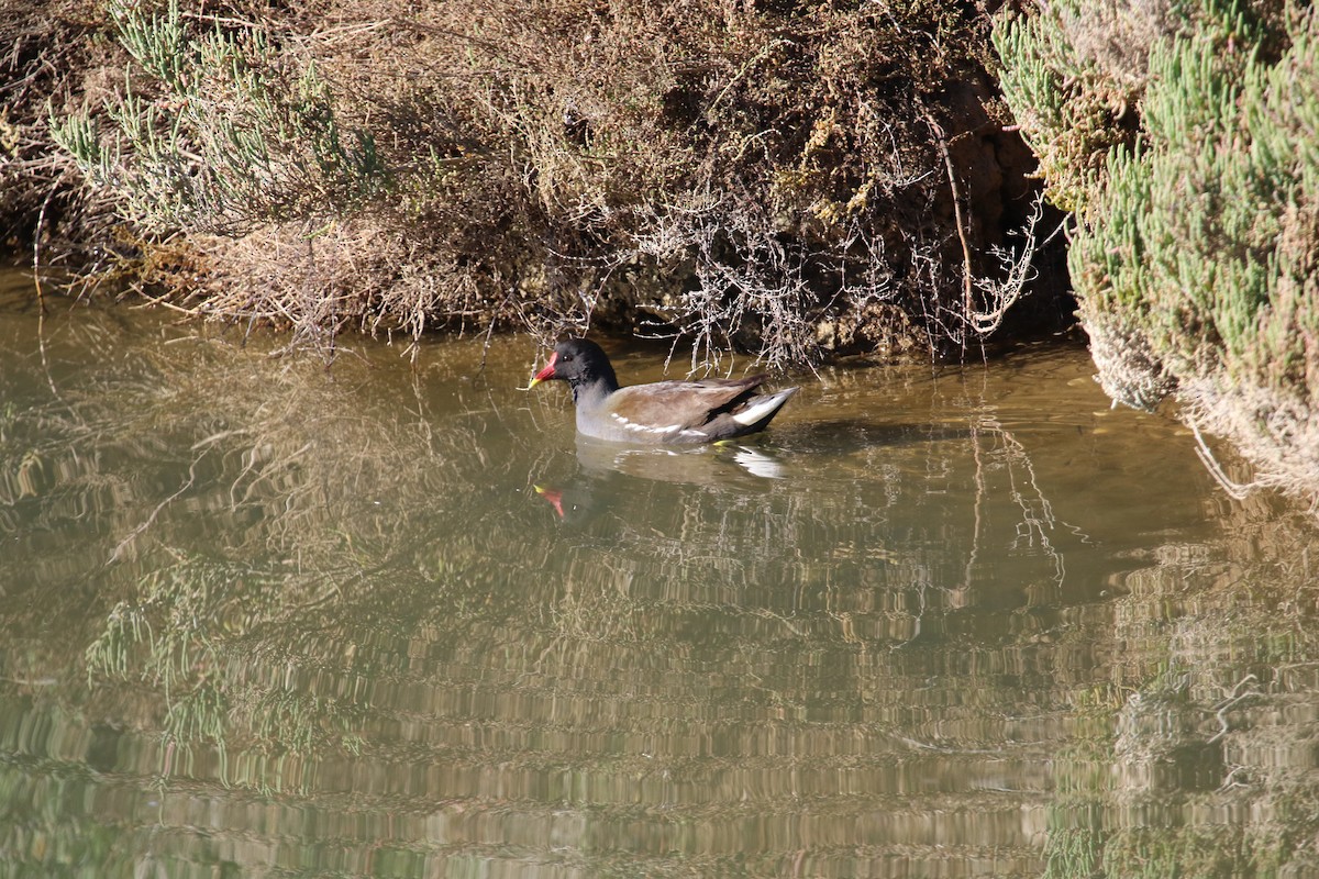 Eurasian Moorhen - ML309022351