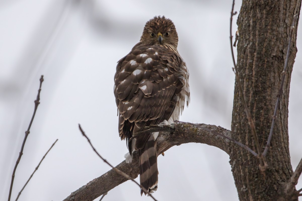 Cooper's Hawk - Anonymous