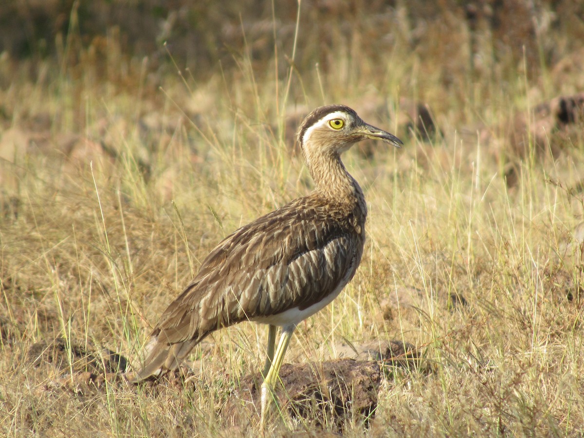 Double-striped Thick-knee - ML309023931