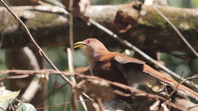 Squirrel Cuckoo - ML309024801