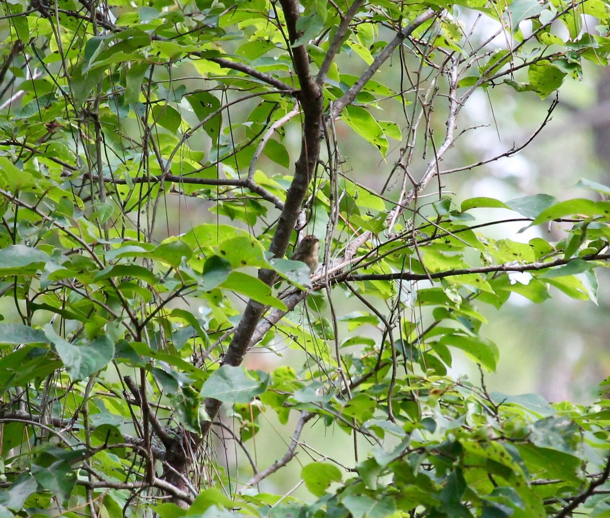 Bachman's Sparrow - ML30902541