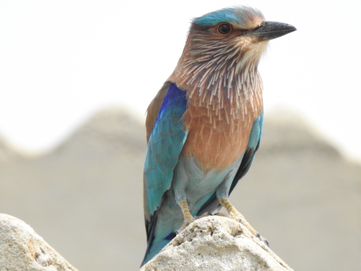 Indian Roller - ML309027681