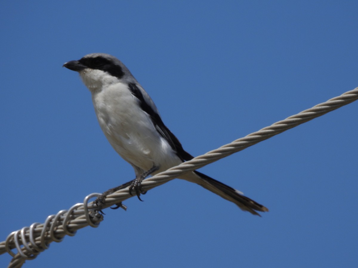 Great Gray Shrike - ML309027741