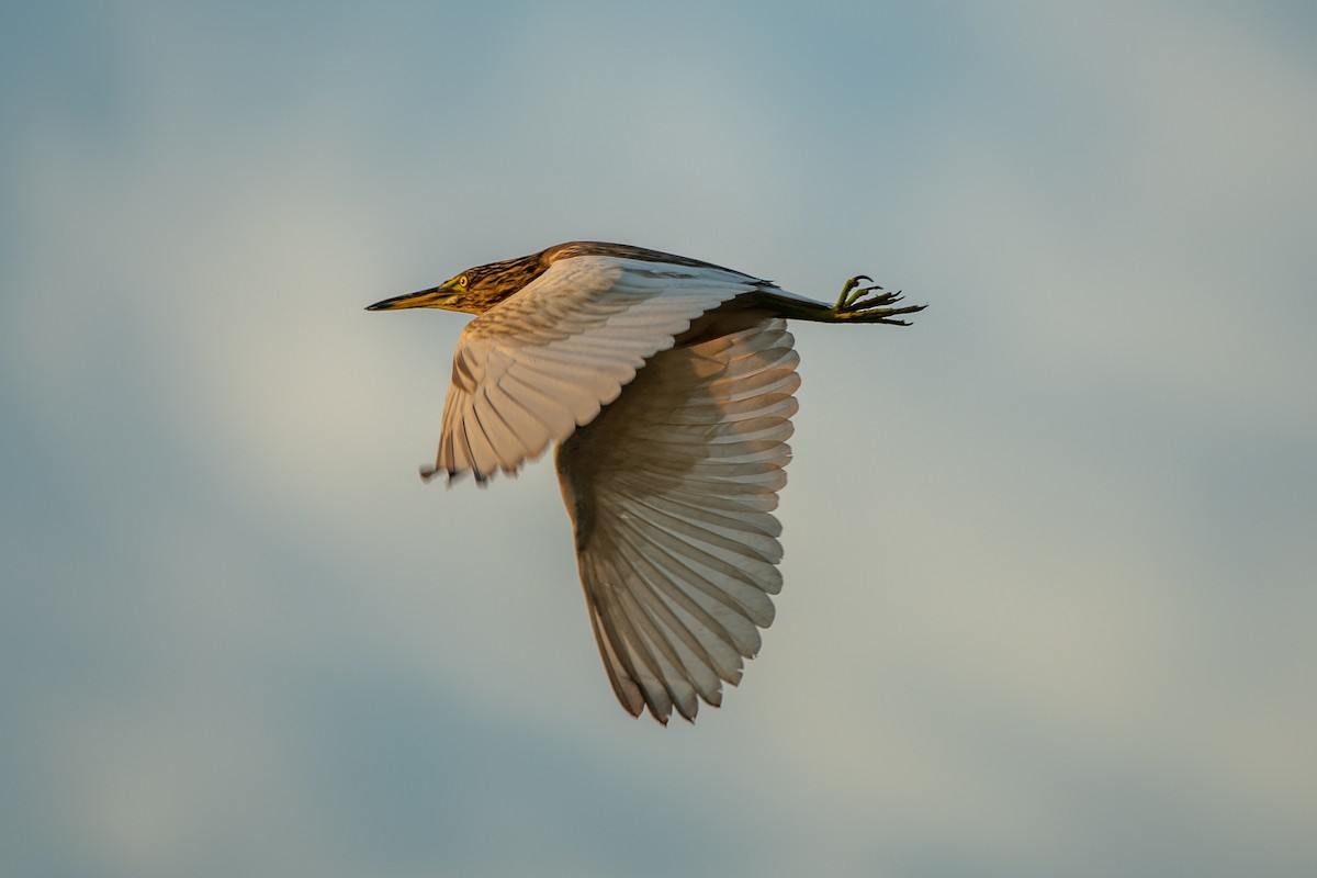 Indian Pond-Heron - ML309028141