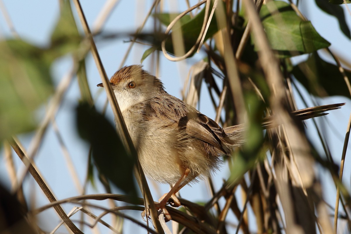 Graceful Prinia - ML309030911