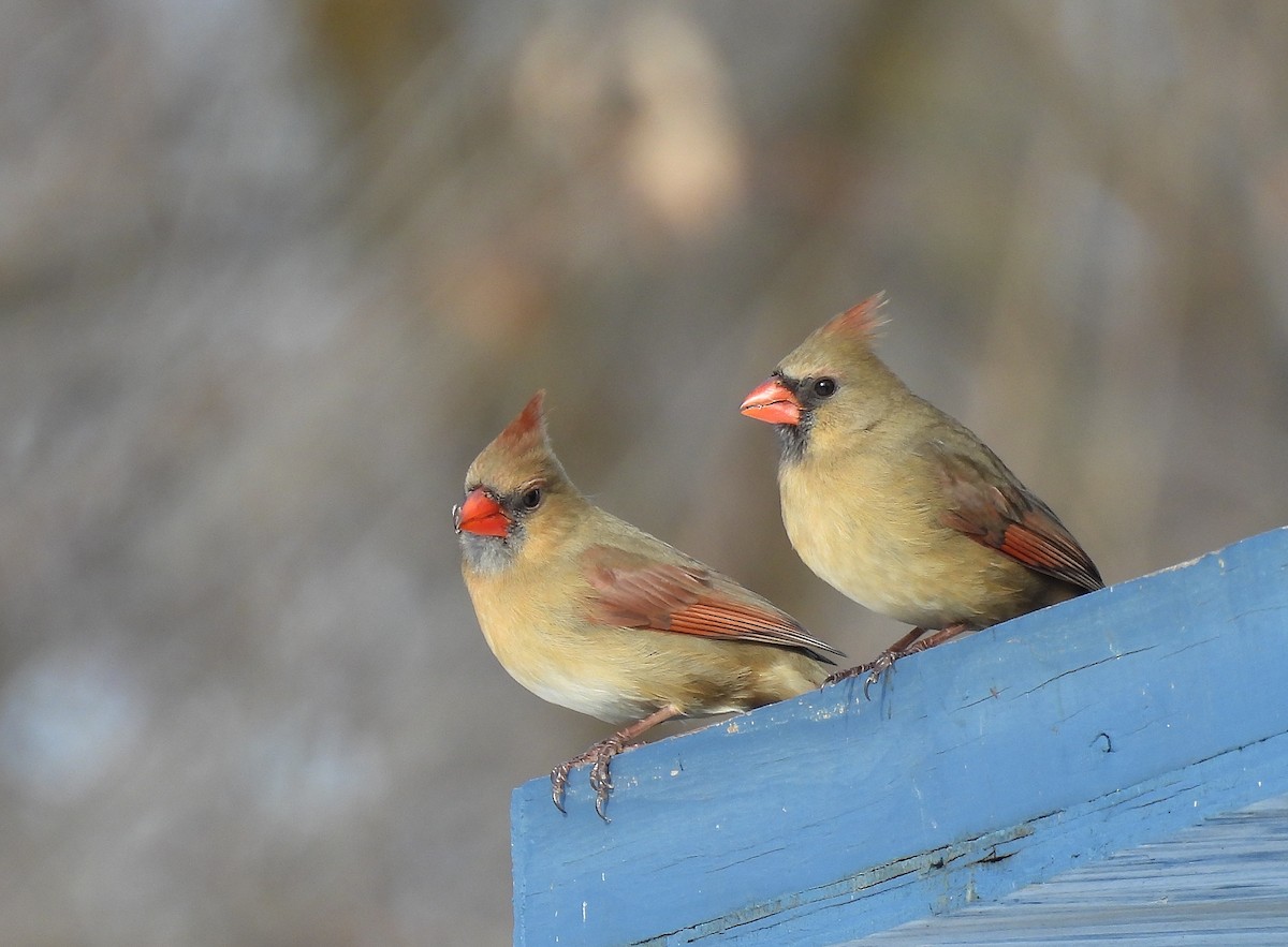 Northern Cardinal - Denise Therriault