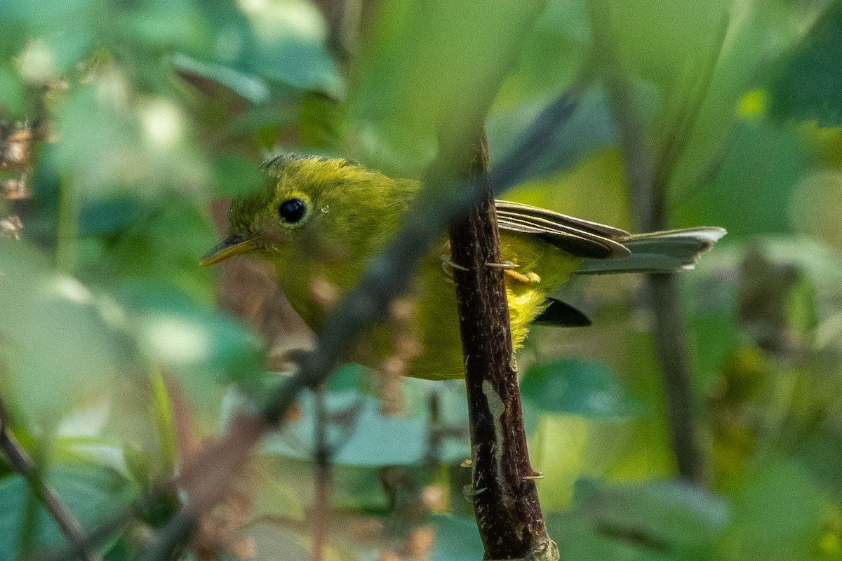 Mosquitero de Whistler - ML309031971