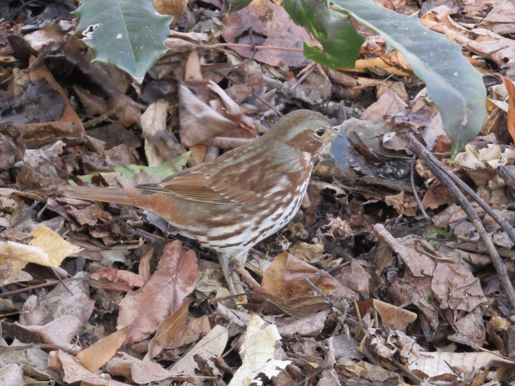 Fox Sparrow (Red) - ML309034701