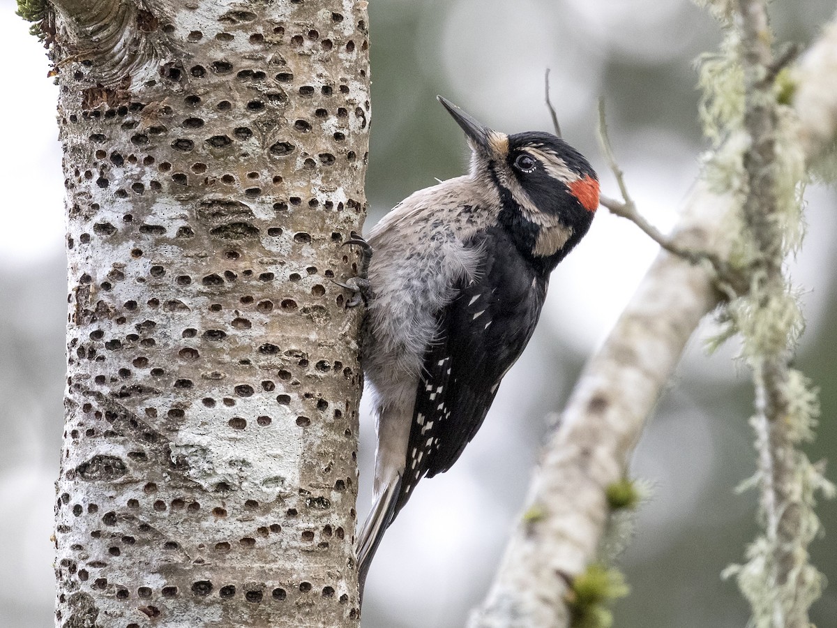 Male (Pacific)