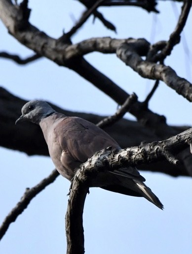 Red Collared-Dove - ML309038231