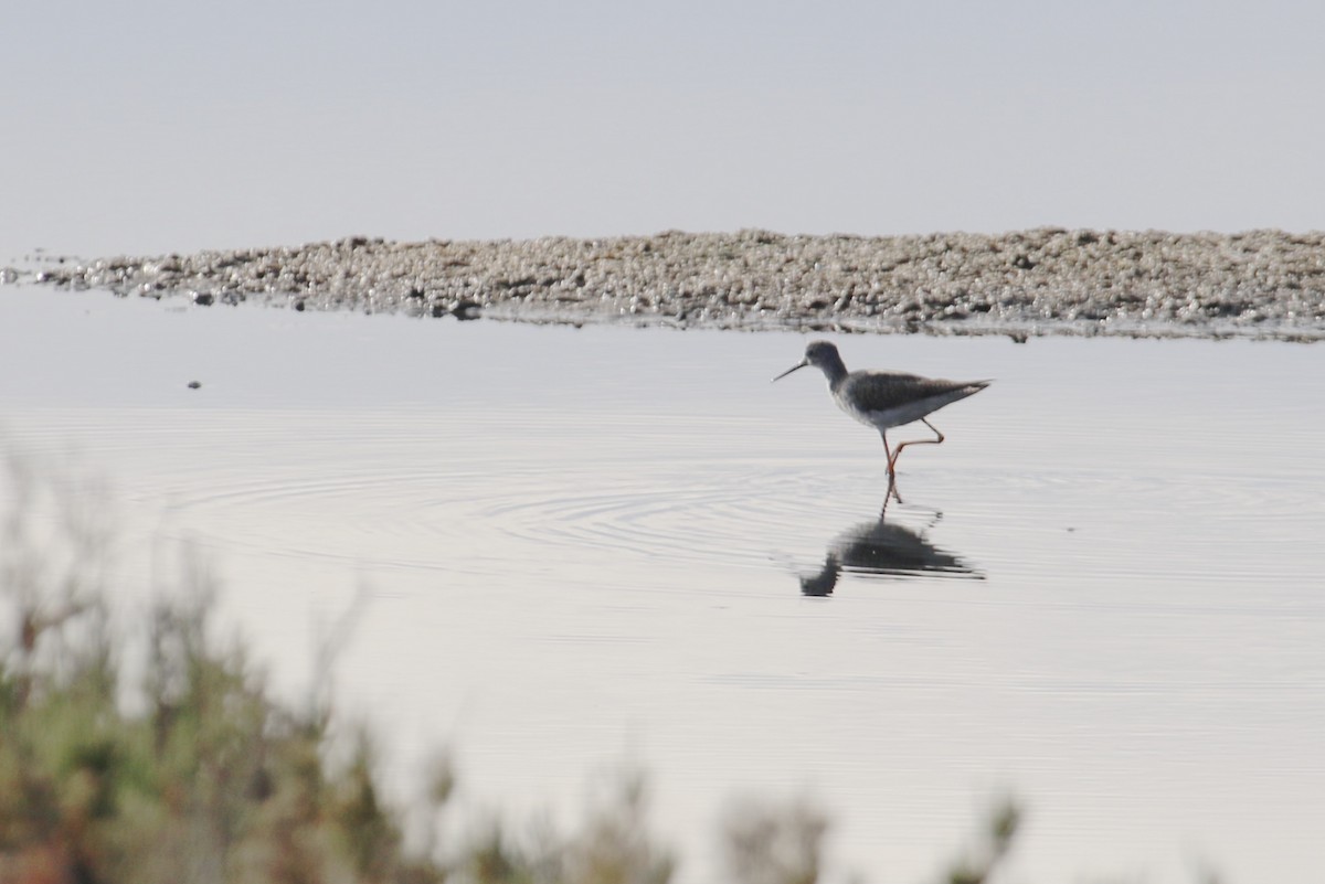 Lesser Yellowlegs - ML309038341