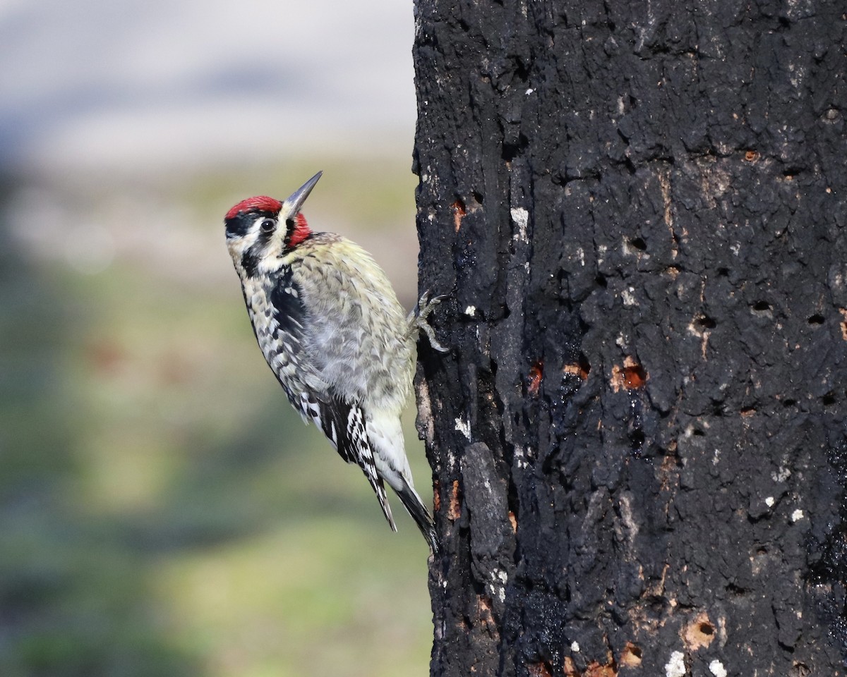 Yellow-bellied Sapsucker - ML309038701