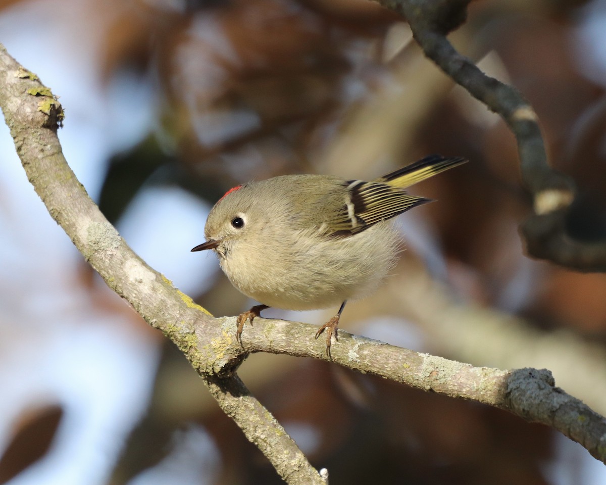 Ruby-crowned Kinglet - ML309038751
